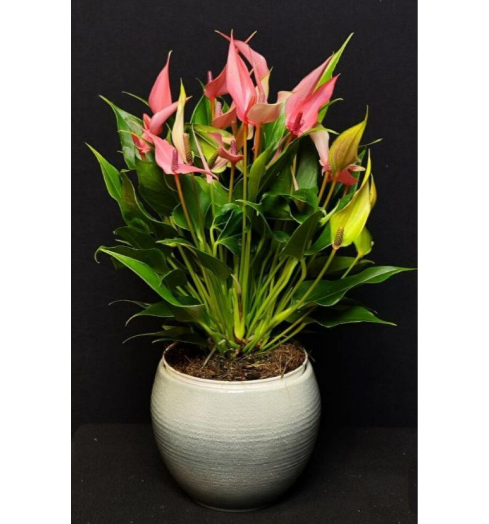 Anthurium Lilly
